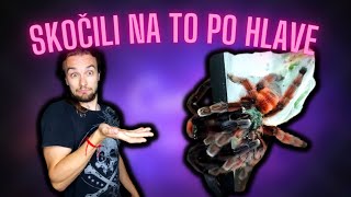 Skočili na to až moc rýchlo Párenie Caribena versicolor [upl. by Reyaht486]