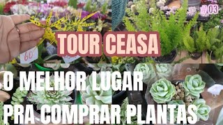 COMPRE PLANTAS COM O MELHOR PREÇO VEM PRO CEASA A FEIRA MAIS FAMOSA DE SÃO PAULO [upl. by Assyram]