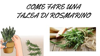 COME FARE UNA TALEA DI ROSMARINO [upl. by Ilise]