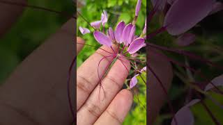 Cleome spinosa  summer flowering plant trending gardenflowerplants garden gardening plants [upl. by Timothee]