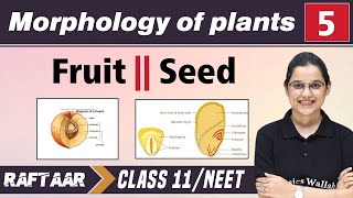 Morphology in Plants 05  Fruit  Seed  Class 11NEET  RAFTAAR [upl. by Haidebez910]