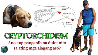 CRYPTORCHIDISM a Dog Lover must know  Tuklasin Natin® [upl. by Annirak]