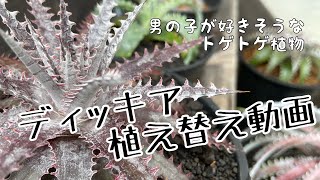 ディッキアの植え替え [upl. by Meehahs]