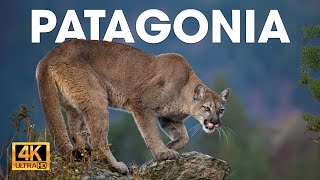 PATAGONIA  El Último Ecosistema Salvaje de la Tierra  Documentales completos [upl. by Greeley]