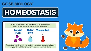 Homeostasis  GCSE Biology [upl. by Yejus]