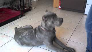 6 month old Cane Corso [upl. by Giustino]