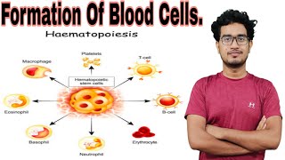 haematopoiesiserythropoiesisFormation of blood cells [upl. by Lissak6]