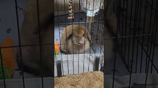 Adorable Holland Lop Bunny Drinking Water  Cute Bunny Moments 🐰💧 [upl. by Demodena]