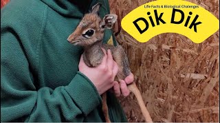 The Secret Life Of Dik Dik [upl. by Weaver118]