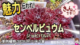 広めたい！センペルビウムとジョビバルバの魅力♡ ミックス丼作りオススメの購入時期違い初心者寒冷地雪国紅葉 ＃Succlent ＃多肉植物 ＃Sempervium [upl. by Zoes]