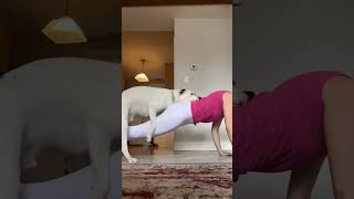 Flipping my dog yoga downwarddog doglover hannakshorts trending shorts bridge flipping reel [upl. by Chemarin]