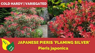 Japanese Pieris Flaming Silver  Pieris japonica  Evergreen Shrub [upl. by Bigod729]