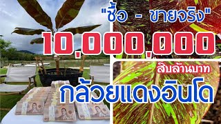 กล้วยแดงอินโด ราคา 10 ล้านบาท ซื้อขายกันจริงๆ ไม่ได้โม้ขอบอก  หลงไม้ใบ EP78 [upl. by Dody654]