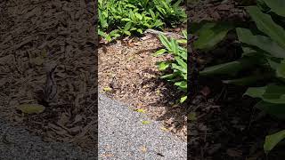 The Bush StoneCurlew protects its chicks [upl. by Ecahc12]