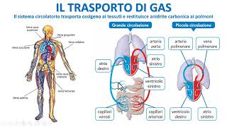 COME AVVIENE IL TRASPORTO GASSOSO NEL SANGUE [upl. by Katee]