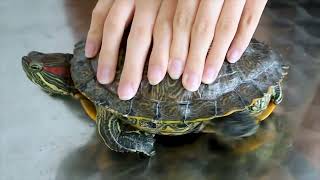 Red eared slider feeding chicken [upl. by Nugesulo]