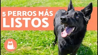 Los PERROS más INTELIGENTES  TOP 5 PERROS LISTOS [upl. by Wolfie]