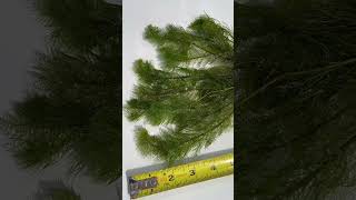 MYRIOPHYLLUM SCABRATUM EASY FLUFFY PLANT for sale [upl. by Atsirtal479]