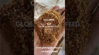 Corn DDGS  DDGS Manufacturer India  Global Grain Feed  Corn DDGS  Maize DDGS  DDGS [upl. by Akimot105]