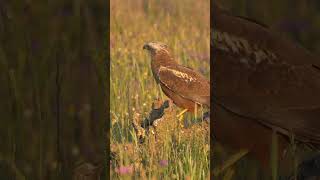 Western MarshHarrier shorts birds [upl. by Anaul68]