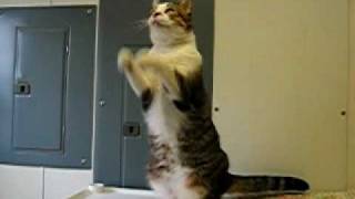 Dancing Cat quotMister Kittyquot [upl. by Herring449]