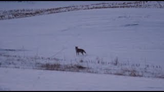 CALLING WI COYOTES AT DUSK  HOW WE DO IT [upl. by Onitrof334]