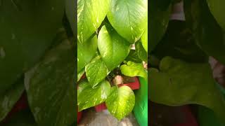 Money plant care tips 🌿plantlover moneyplant gardeningtips ytshorts trending [upl. by Ellinej]