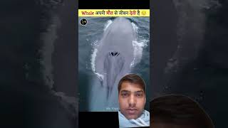 amazingfacts whale factsinhindi fish mrfryday fact 🤟🏼🤟🏼 [upl. by Aiekahs]