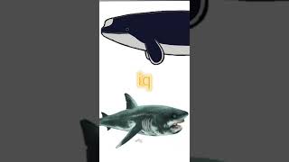 Scaldicetus vs cretoxyrhina mantelli vsedit vs edit paleontology cetaceans sharks spermwhale [upl. by Spatola]