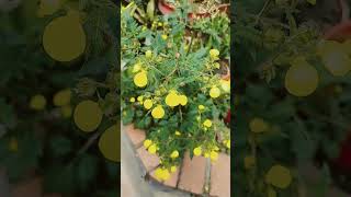 CALCEOLARIA TRIPARTITA HERMOSA  flores floral  flowers  Flor calceolarias  plantas [upl. by Balling]